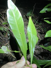 Planchonella chartacea
