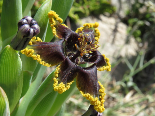 Ferraria crispa