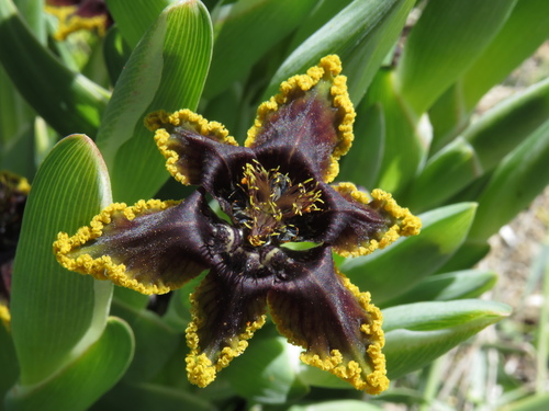 Ferraria crispa