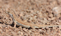 Meroles suborbitalis