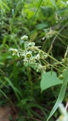 Microsechium helleri