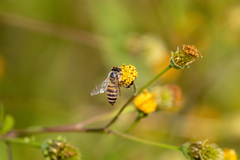 Apis cerana japonica