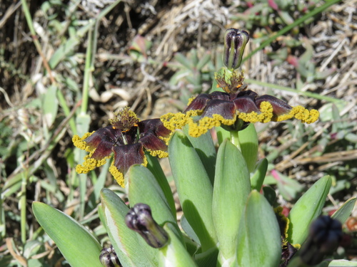 Ferraria crispa