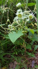 Microsechium helleri