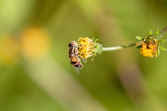 Eristalinus quinquestriatus