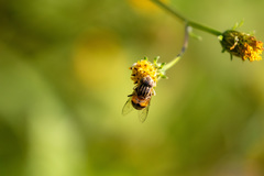 Eristalinus quinquestriatus