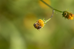 Eristalinus quinquestriatus