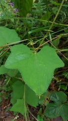 Microsechium helleri