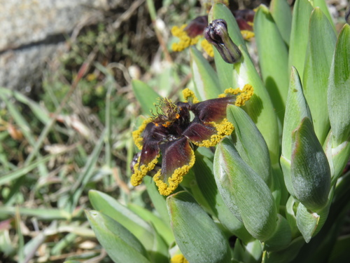 Ferraria crispa