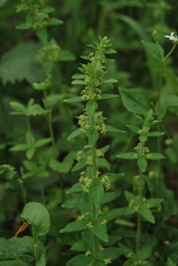Cruciata glabra krylovii