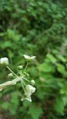 Microsechium helleri