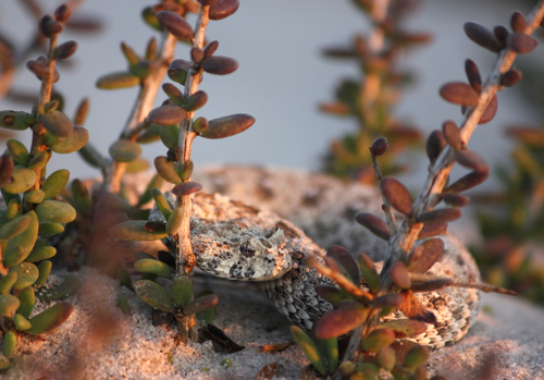 Horned Adder, Bitis caudalis