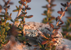Bitis schneideri