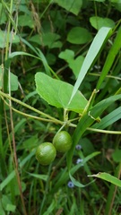 Microsechium helleri