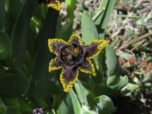 Ferraria crispa