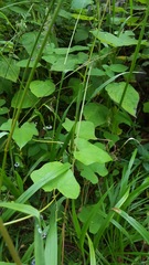 Microsechium helleri