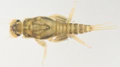 Tricorythus discolor
