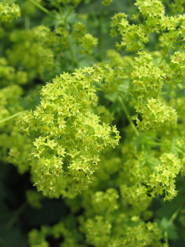 Garden Lady's-mantle