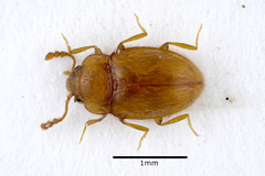 Symbiotes gibberosus