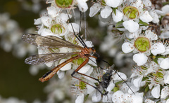 Bittacidae