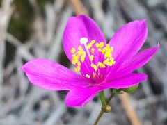 Phemeranthus mengesii