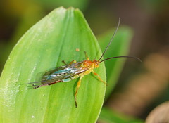 Theronia maculosa
