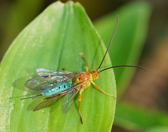 Theronia maculosa