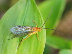 Theronia maculosa