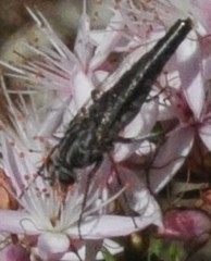 Apioceridae