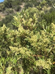 Searsia angustifolia