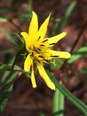 Helianthus porteri