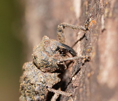 Poropterus