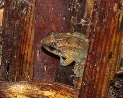 Limnonectes hascheanus