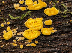 Pseudomerulius