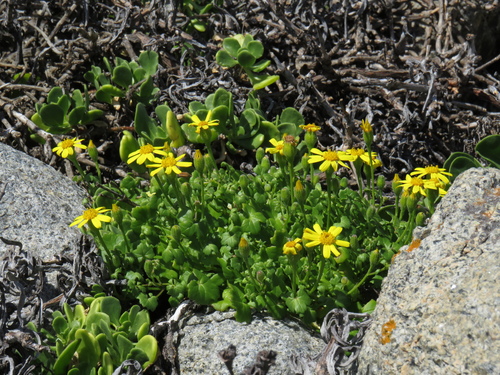 Saldanha Cineraria (Cineraria angulosa)
