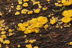Pseudomerulius