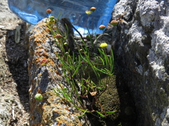 Cotula filifolia