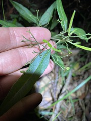 Zieria smithii