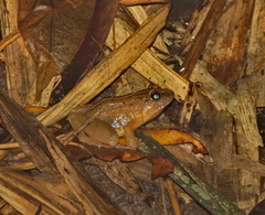 Limnonectes hascheanus