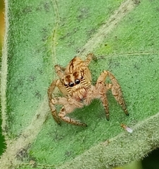Plexippina