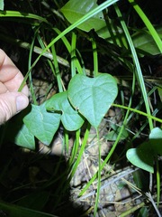 Echinostephia aculeata