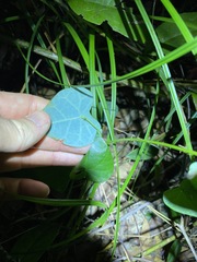 Echinostephia aculeata