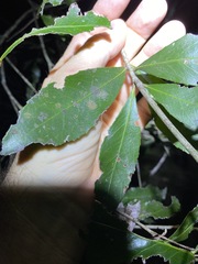 Denhamia celastroides