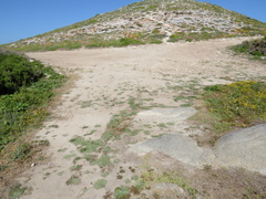 Plantago coronopus coronopus