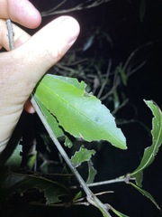 Denhamia celastroides