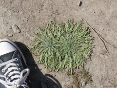 Plantago coronopus coronopus