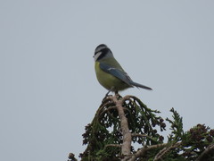 Cyanistes caeruleus