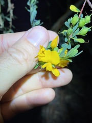 Pultenaea euchila