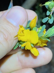 Pultenaea euchila