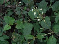Commicarpus